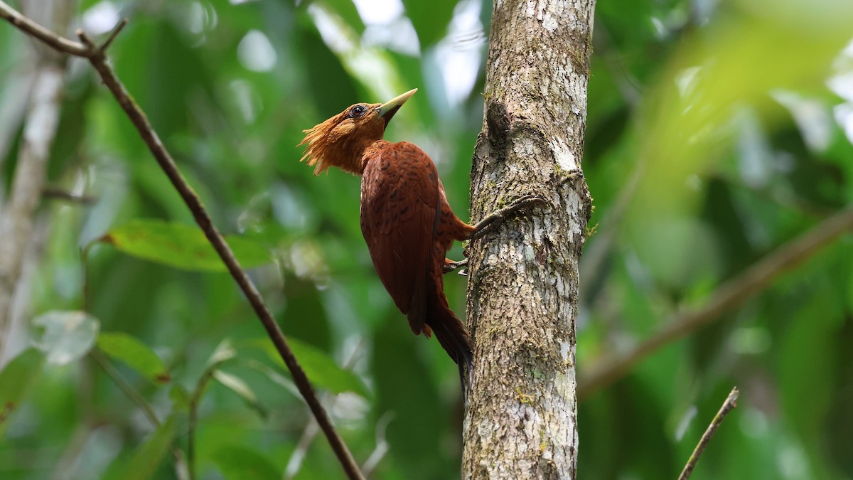 Chestnut-colored Woodpecker - Andy Bridges