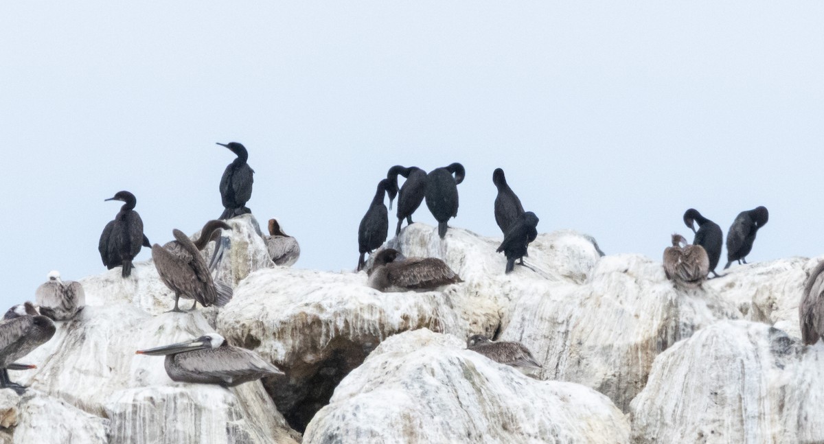 Brandt's Cormorant - Timothy Aarons