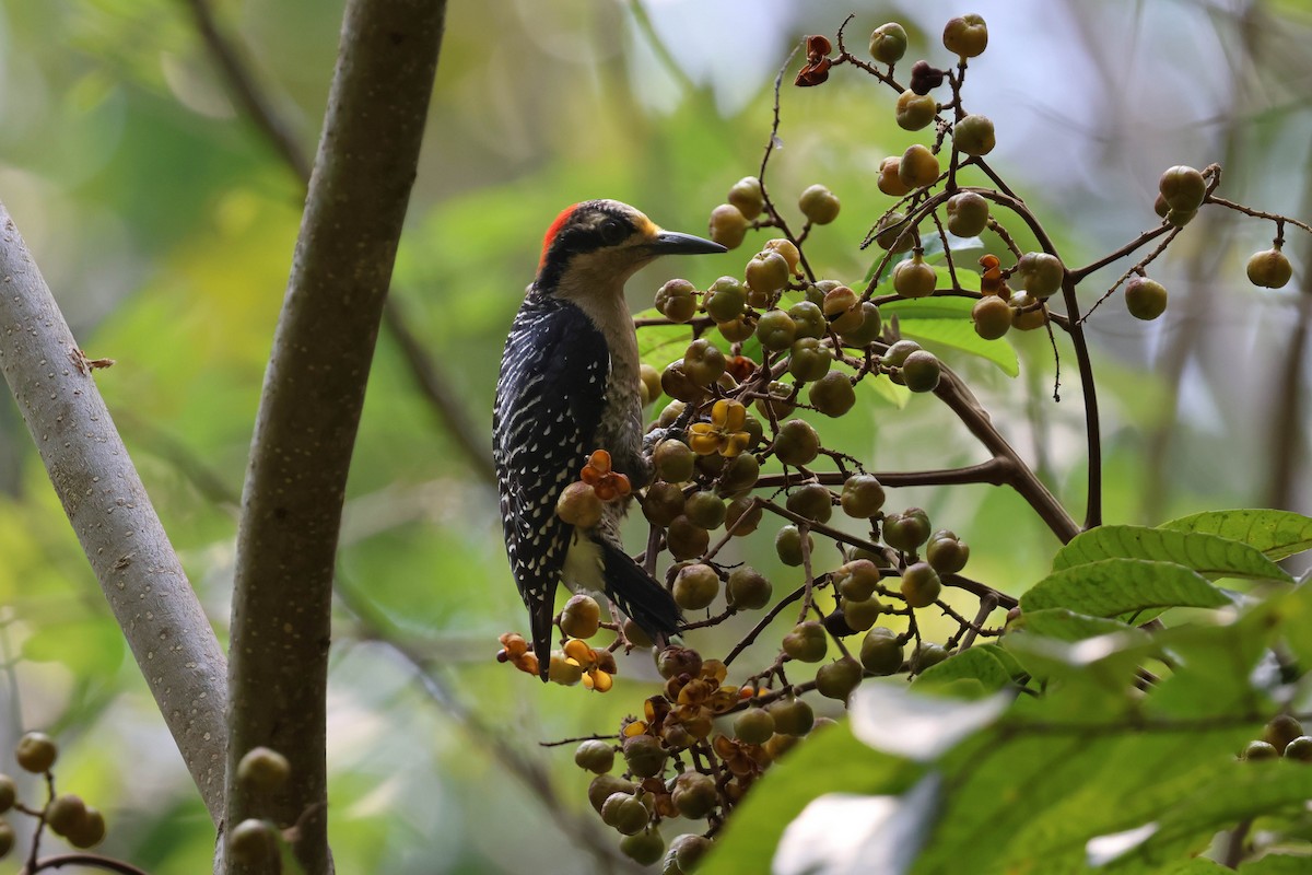 Black-cheeked Woodpecker - Andy Bridges