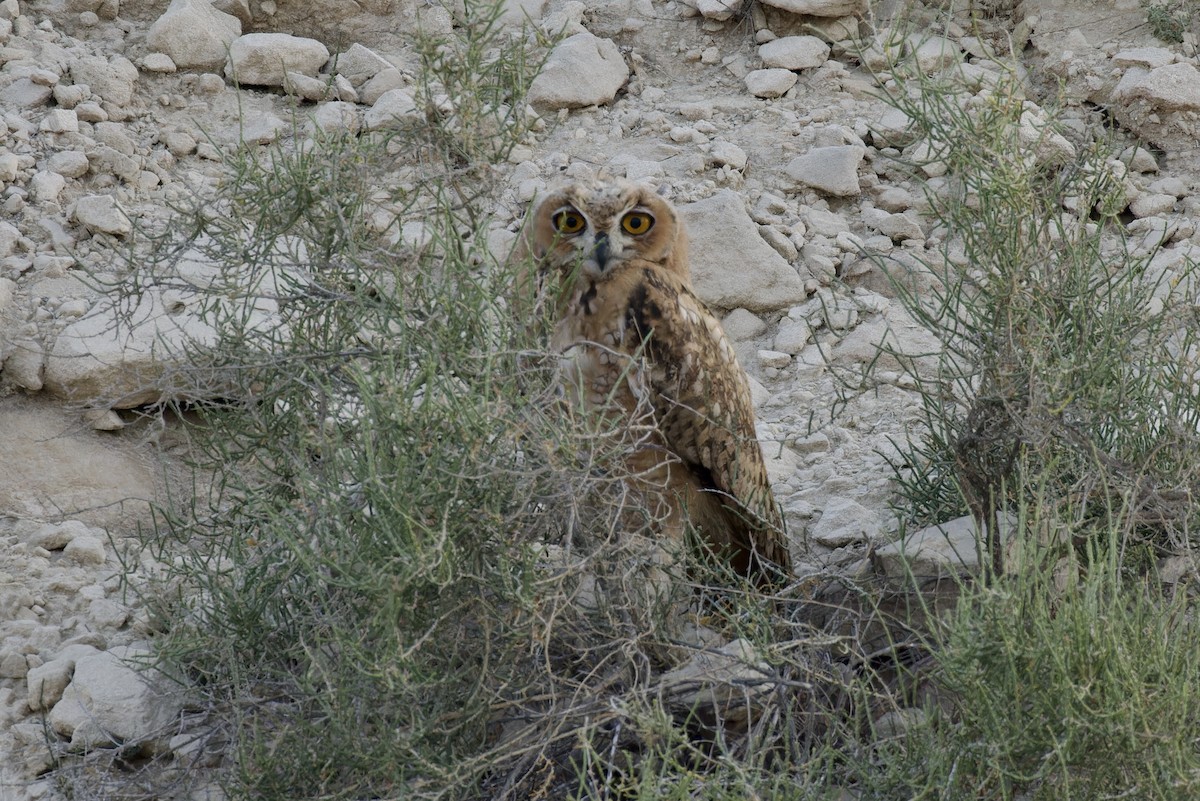 Pharaoh Eagle-Owl - Ted Burkett