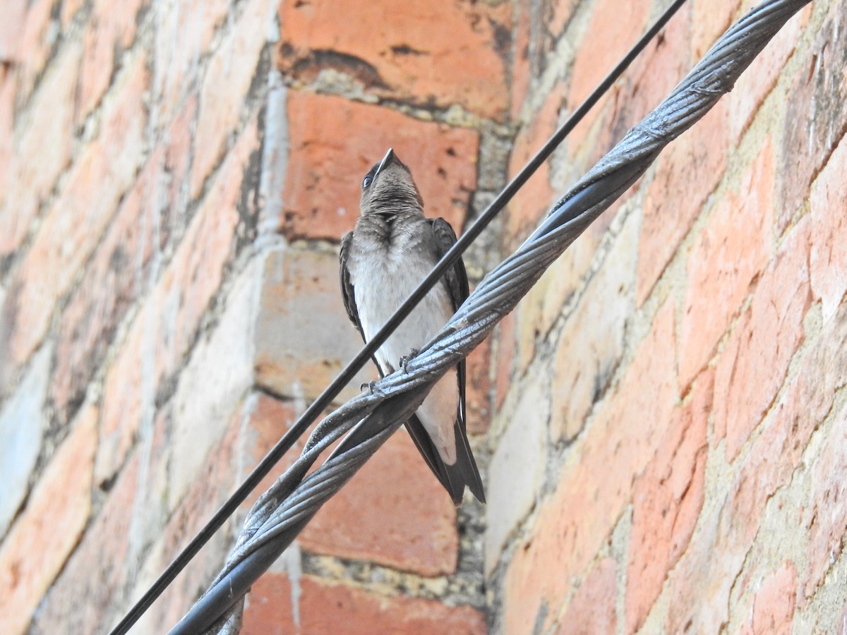 Gray-breasted Martin - David Ricardo Rodríguez Villamil