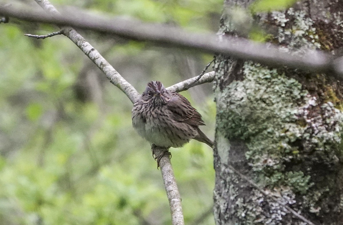 Lincoln's Sparrow - ML618897823