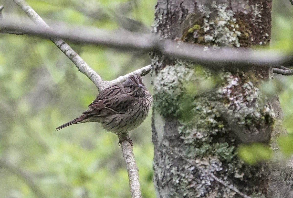 Lincoln's Sparrow - Carena Pooth