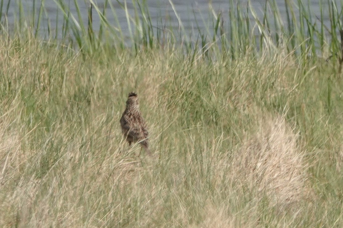 Eurasian Skylark - Robert Wright