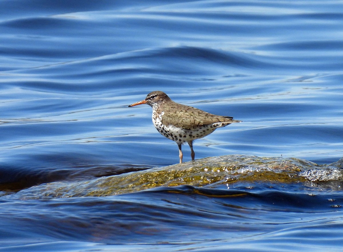 Spotted Sandpiper - Mick ZERR