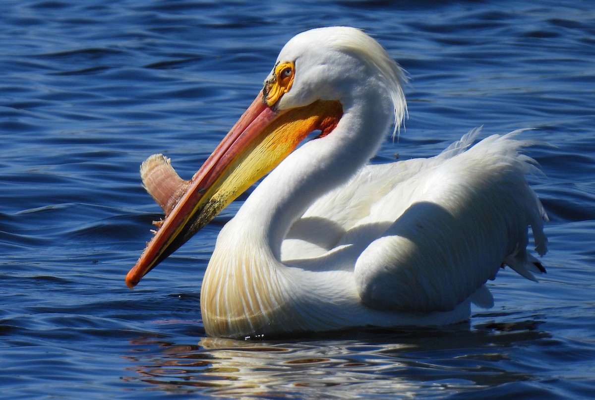 American White Pelican - ML618897851