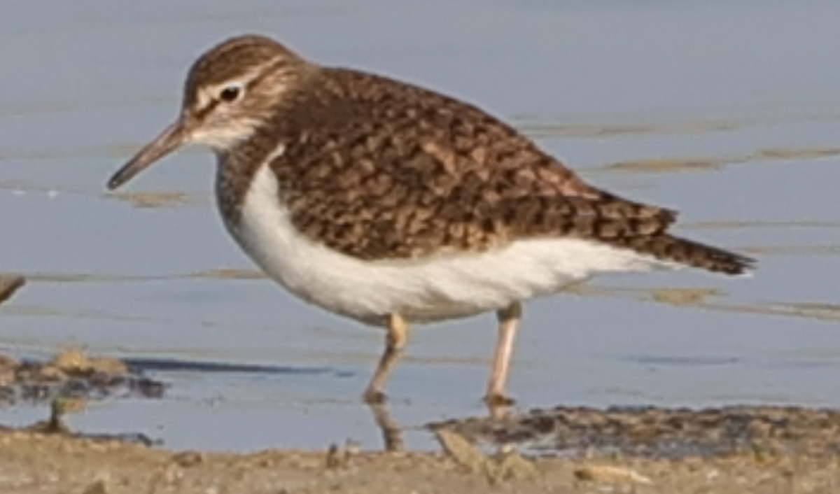 Common Sandpiper - Sandeep Channappa