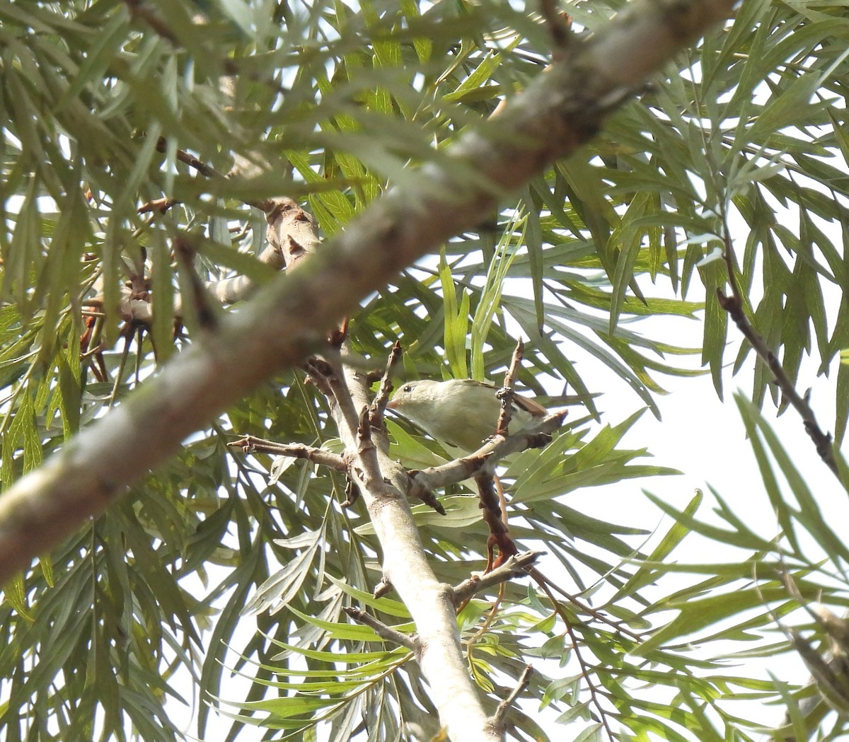 Pale-billed Flowerpecker - Sahana M