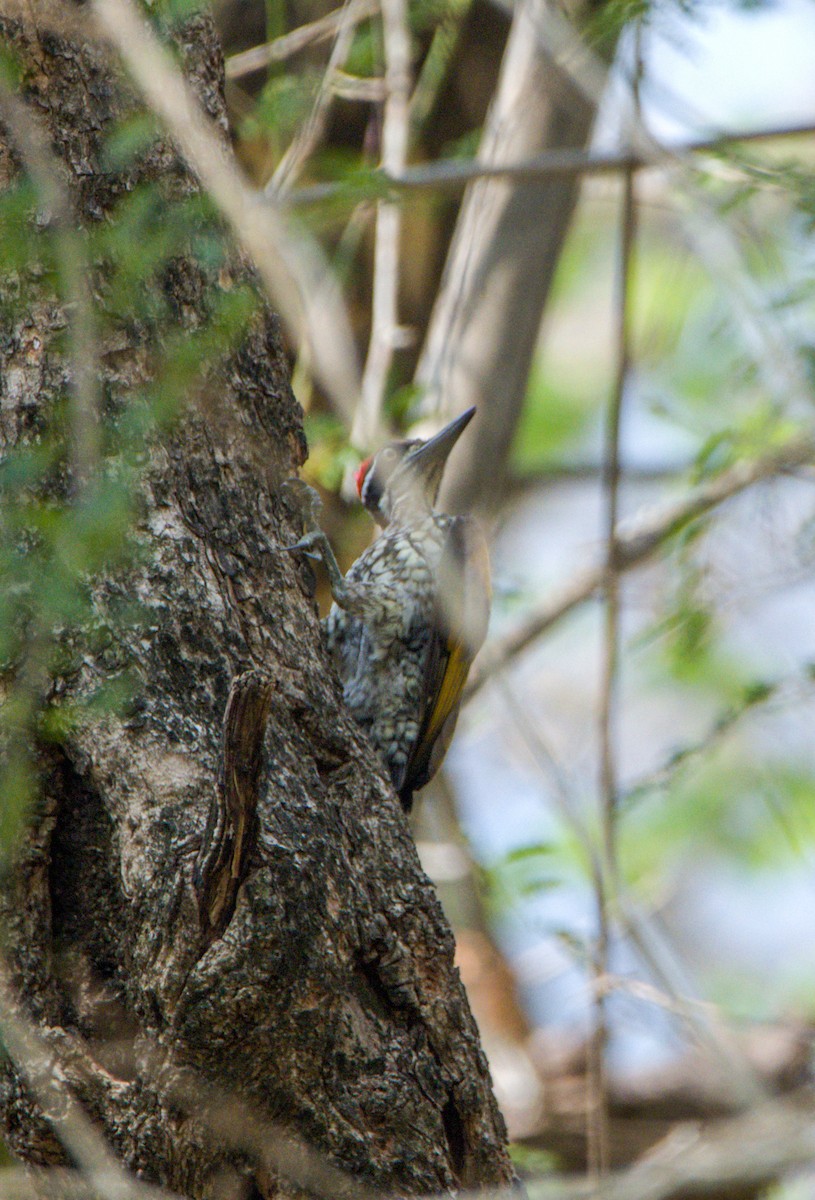 Malabar Flameback - ML618897872