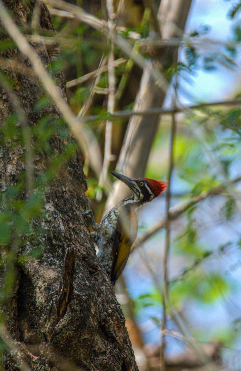 Malabar Flameback - ML618897874