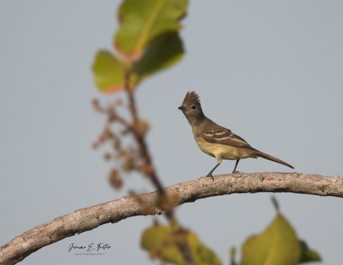 Yellow-bellied Elaenia - Jerome Foster