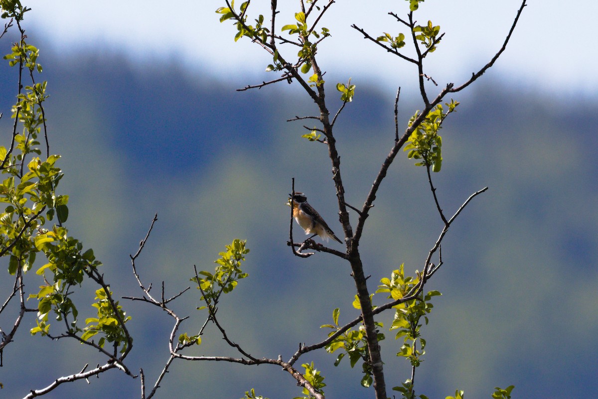 Whinchat - Zsolt Semperger