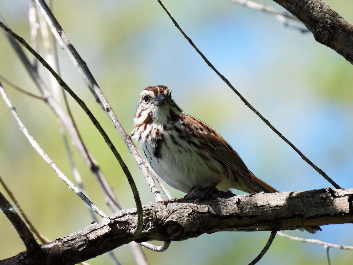 Song Sparrow - Mick ZERR