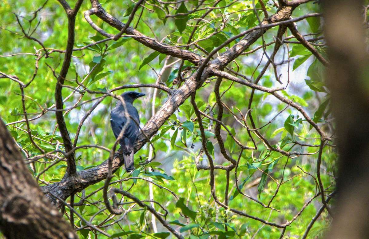 Large Cuckooshrike - Sathish Ramamoorthy