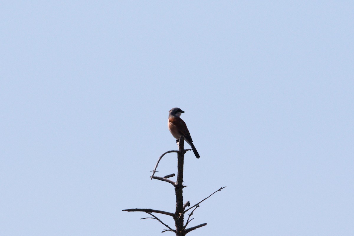 Red-backed Shrike - Zsolt Semperger