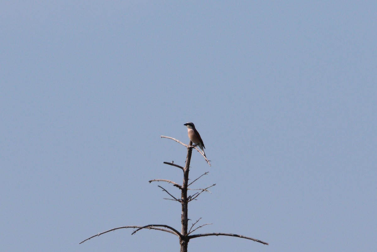 Red-backed Shrike - Zsolt Semperger