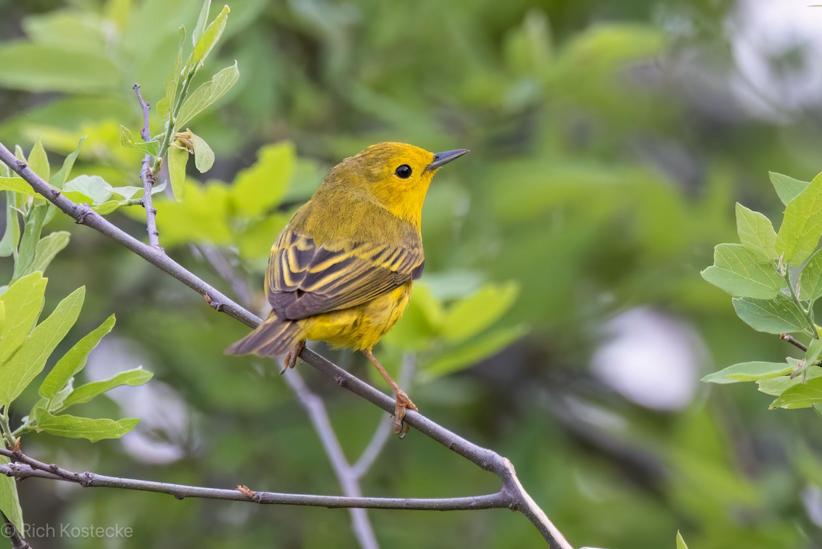 Yellow Warbler - Rich Kostecke