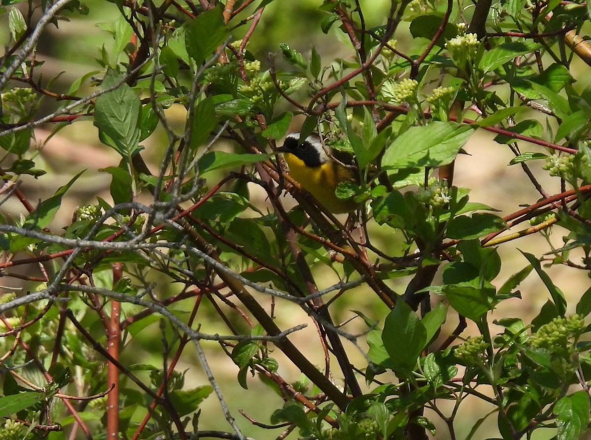 Common Yellowthroat - Mick ZERR