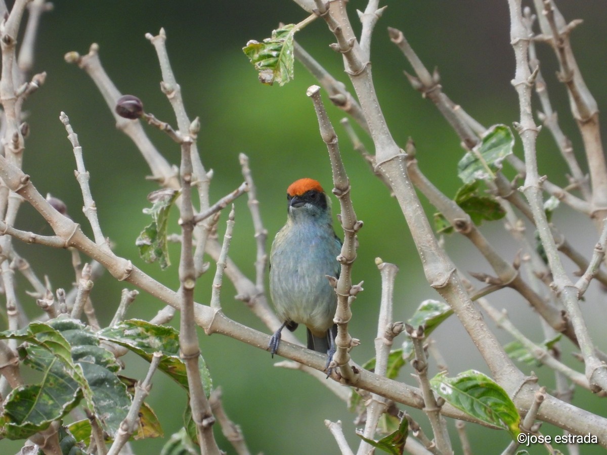 Scrub Tanager - Jose Estrada