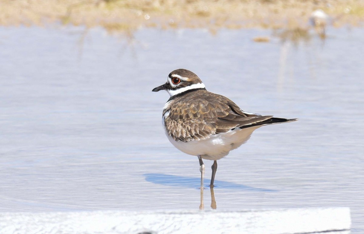 Killdeer - ML618897958