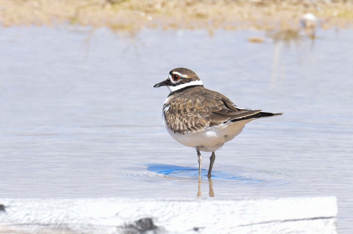 Killdeer - ML618897959