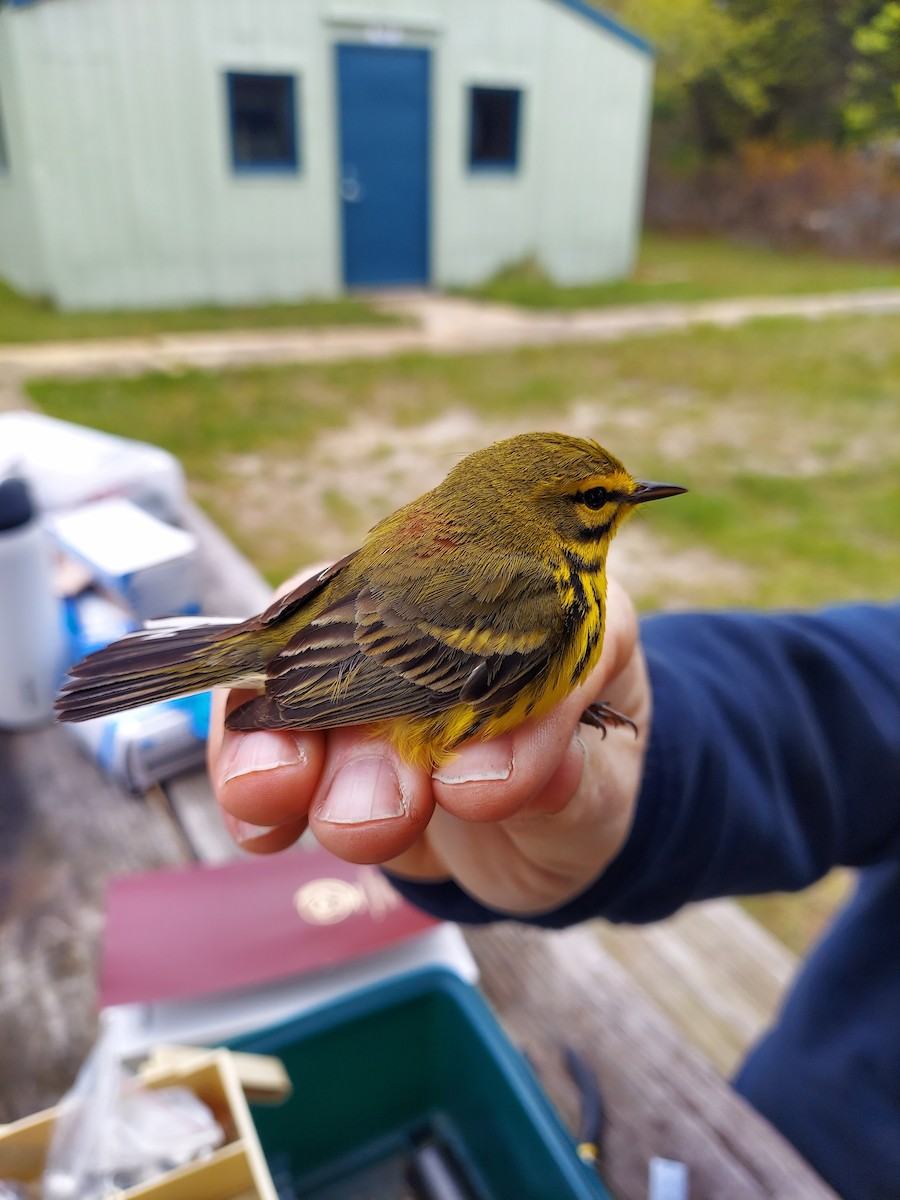 Prairie Warbler - Colette Buchanan