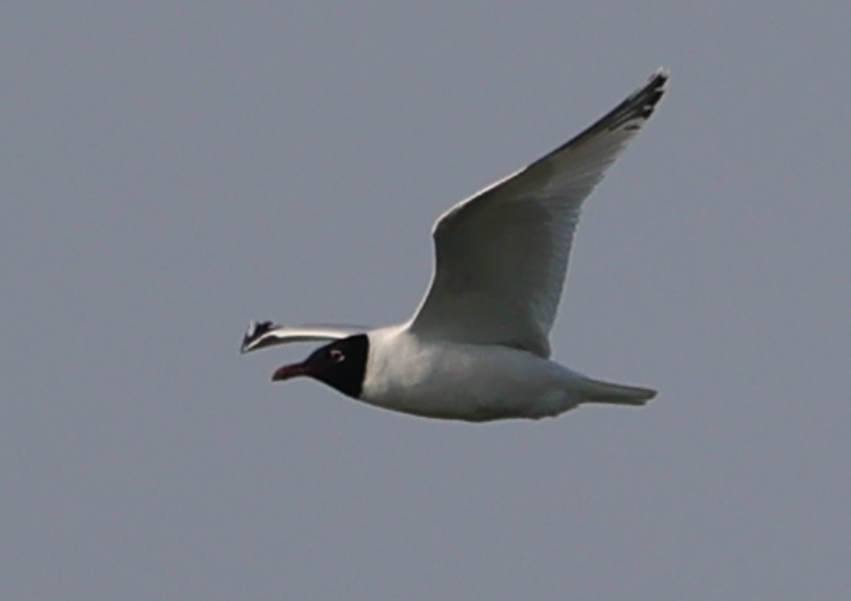 Mediterranean Gull - ML618897970