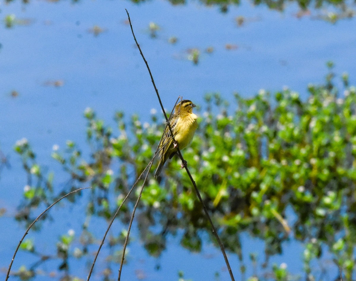 Bobolink - peter robinson