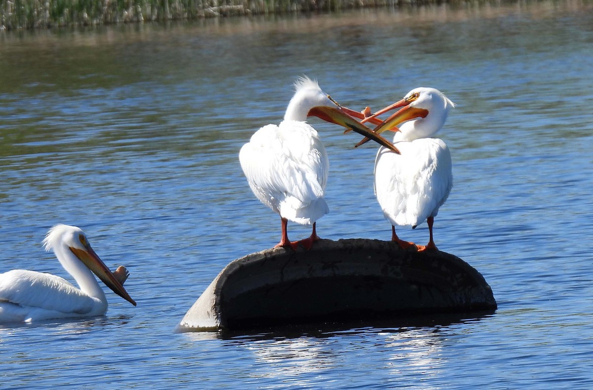 American White Pelican - Mick ZERR