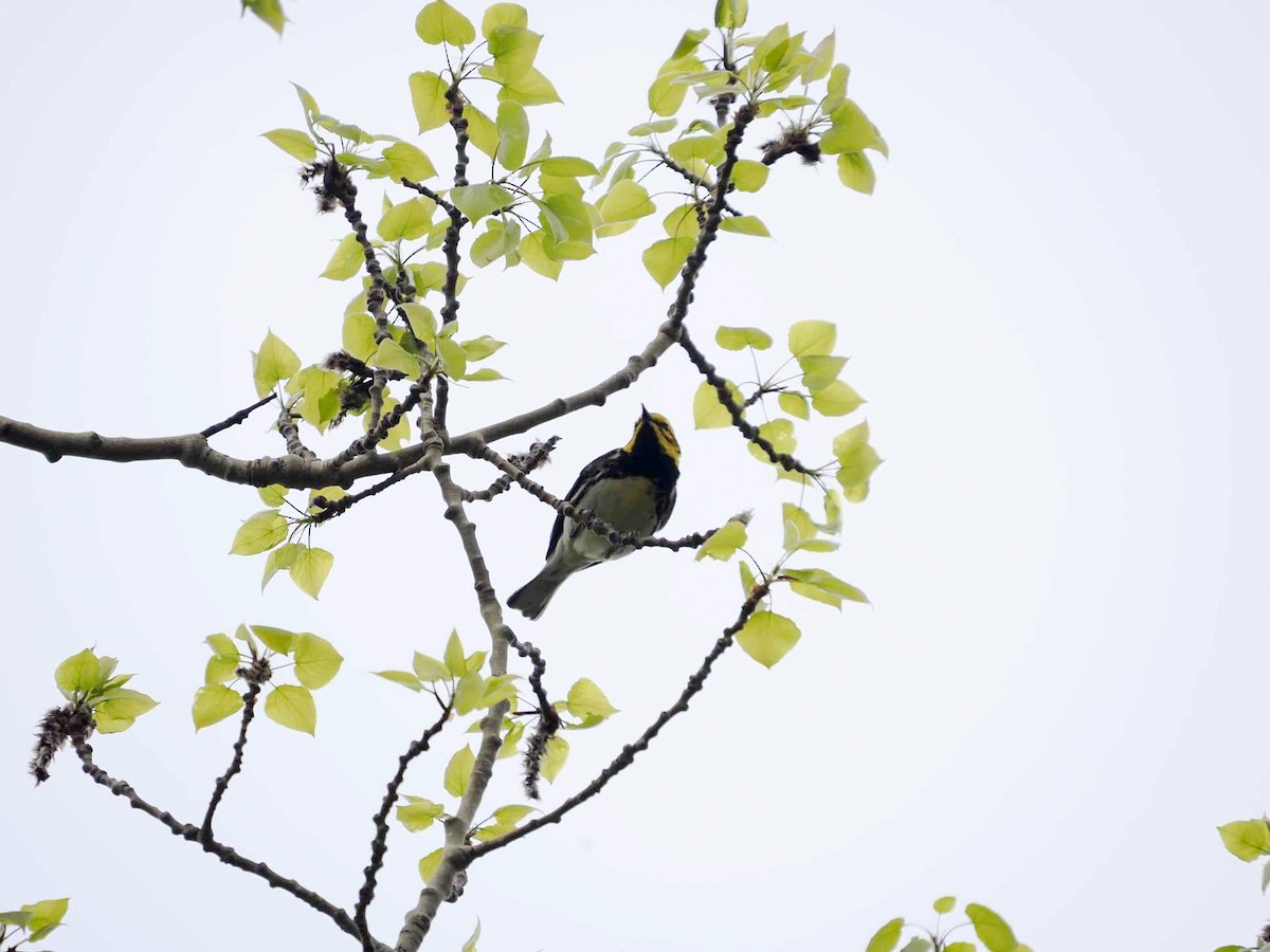 Black-throated Green Warbler - Sue Lentle