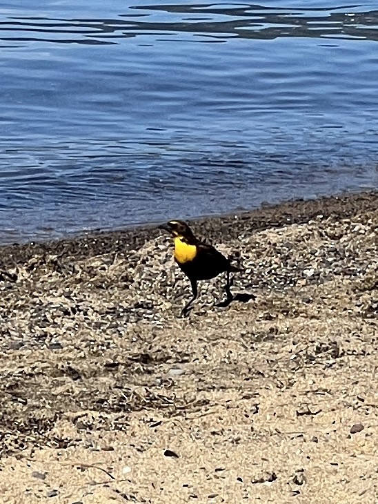 Yellow-headed Blackbird - ML618898013