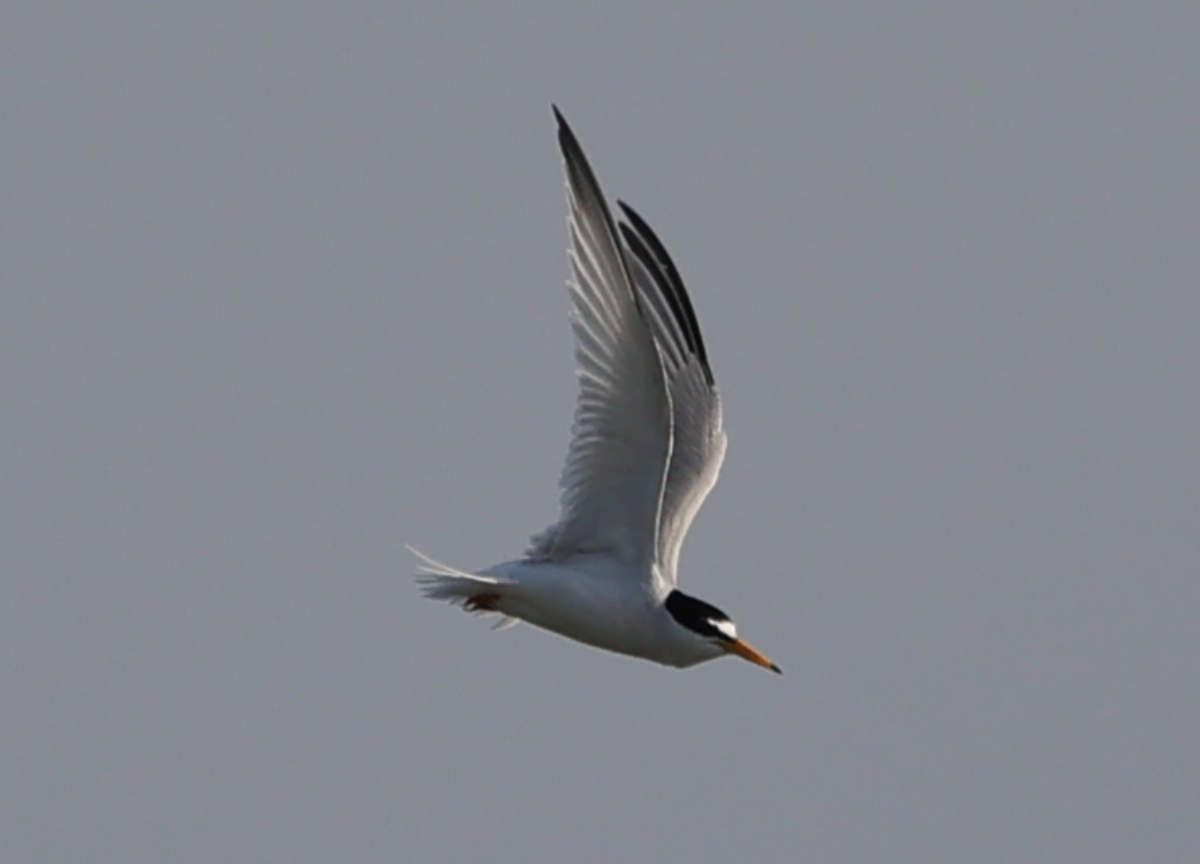 Little Tern - ML618898017