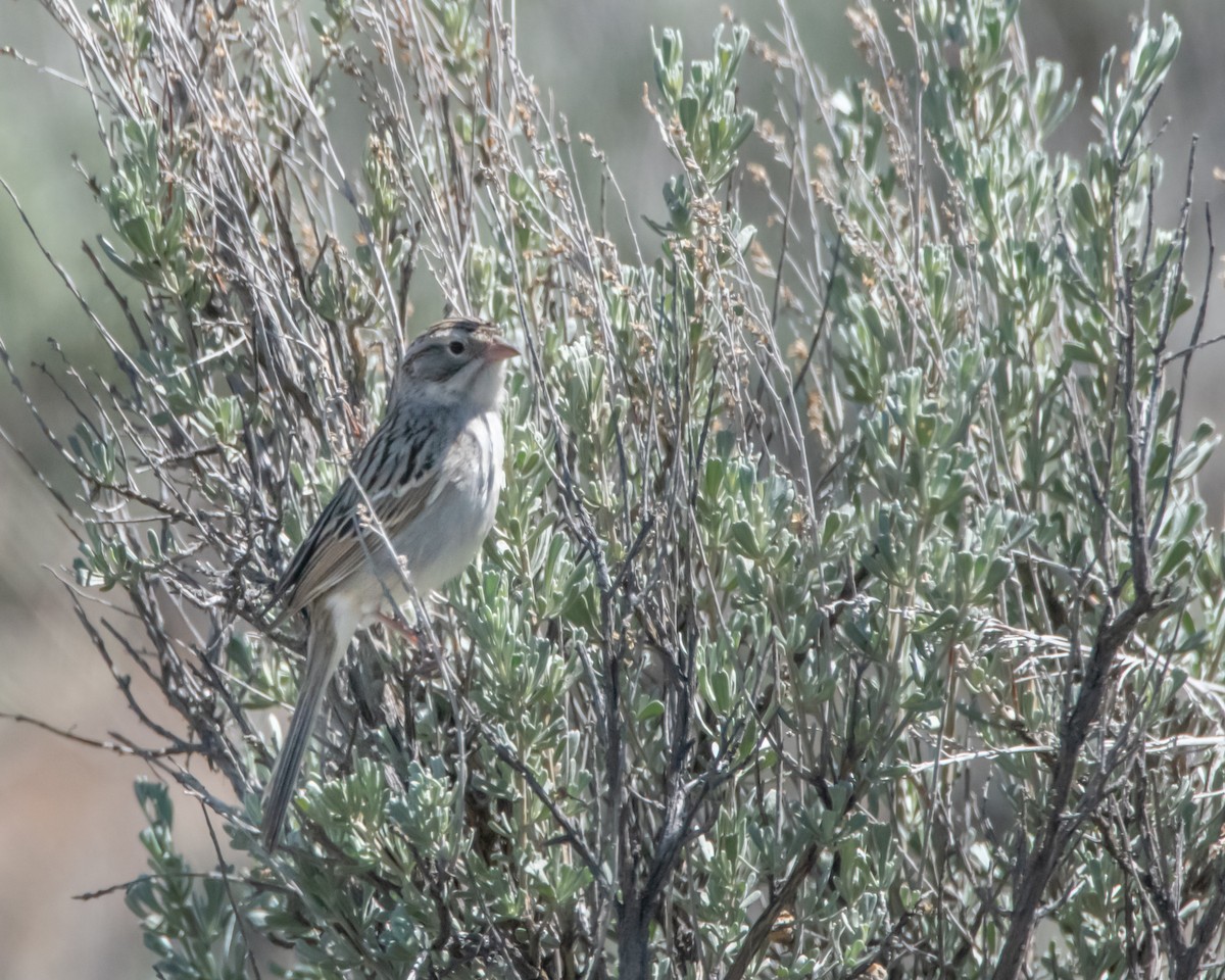 Brewer's Sparrow - David Sinton