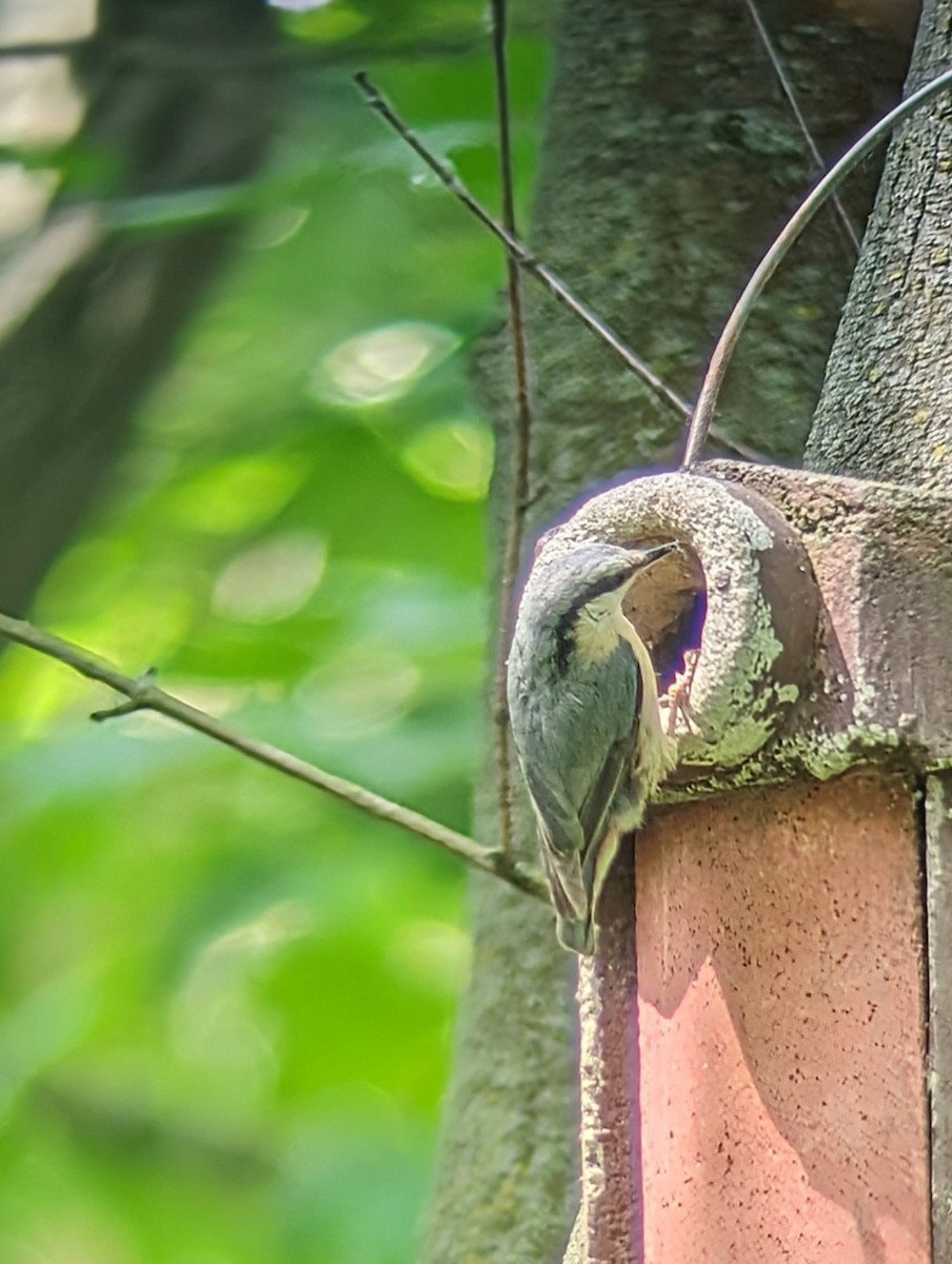 Eurasian Nuthatch - ML618898039