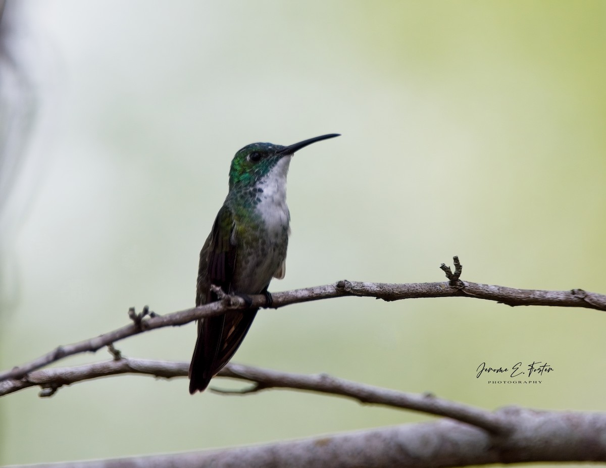 White-chested Emerald - Jerome Foster