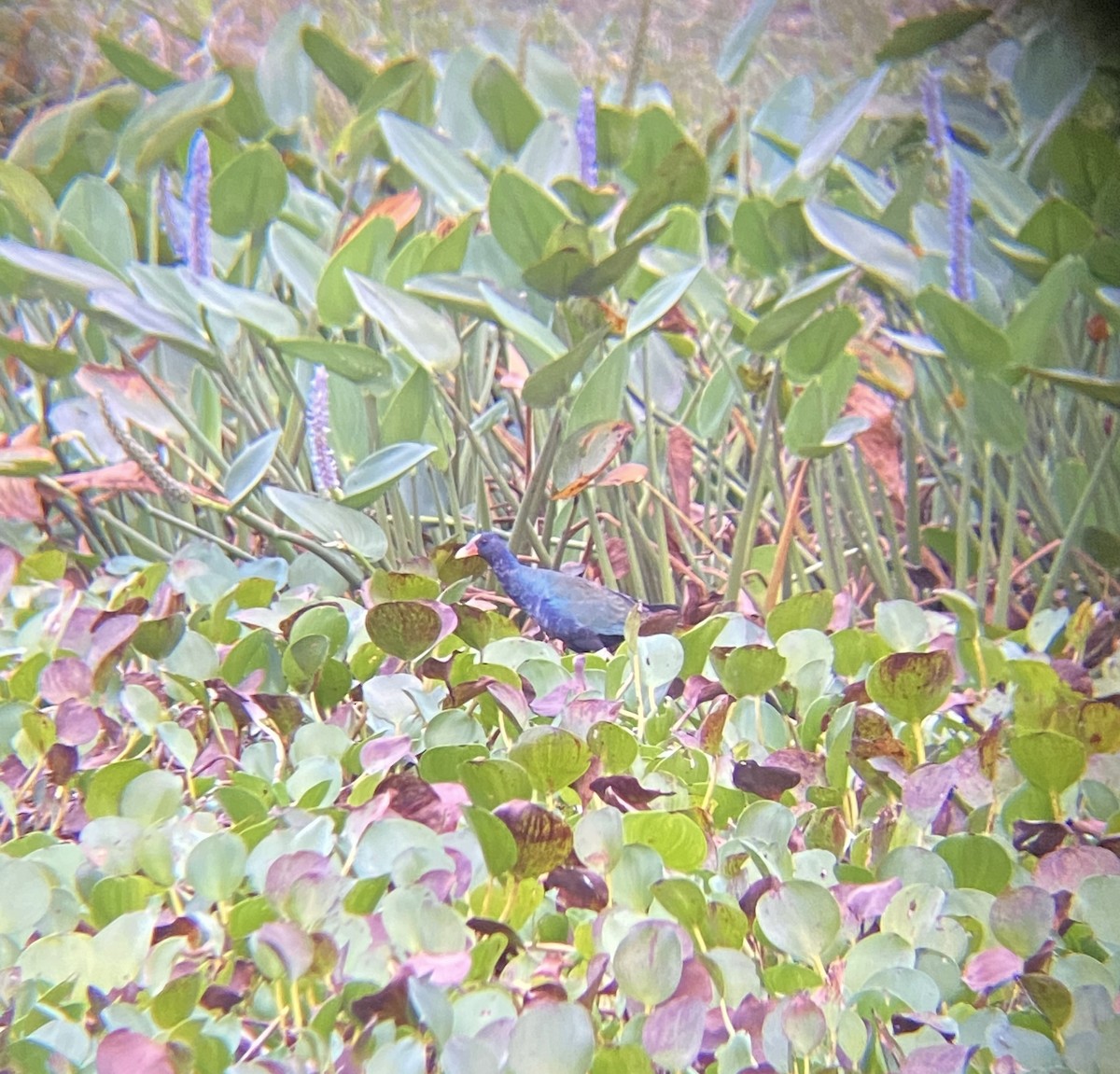 Purple Gallinule - Ana Brítez