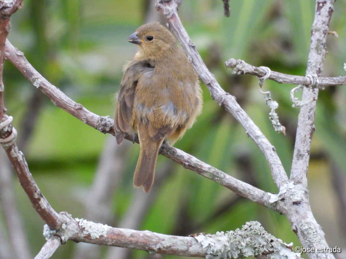 Yellow-bellied Seedeater - Jose Estrada