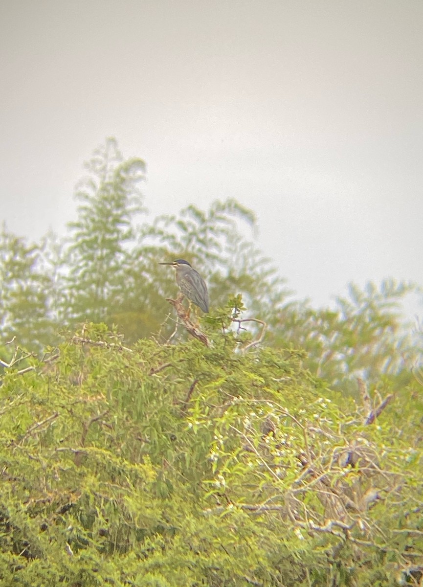 Striated Heron - Ana Brítez