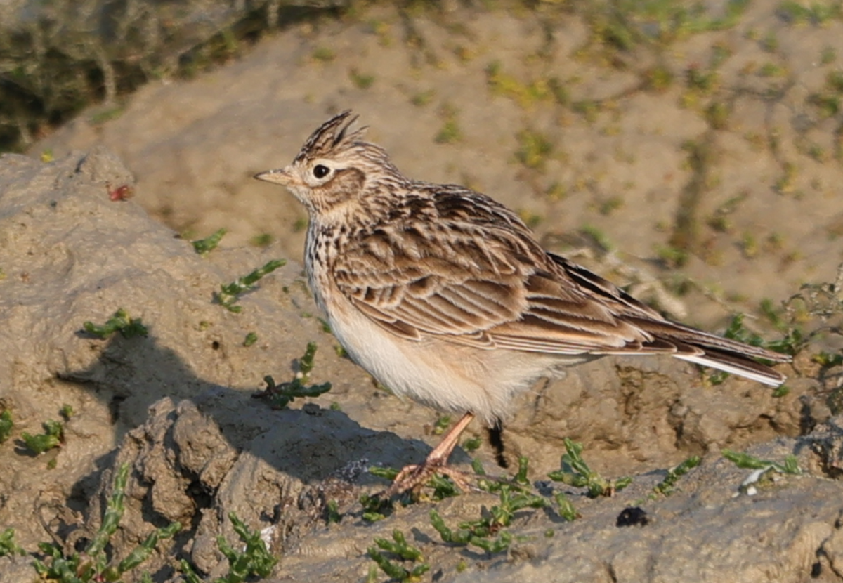 Eurasian Skylark - Sandeep Channappa