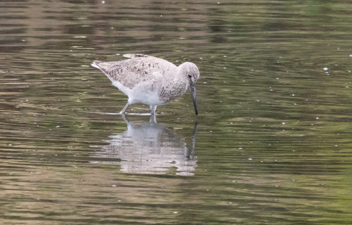 Willet - ML618898075