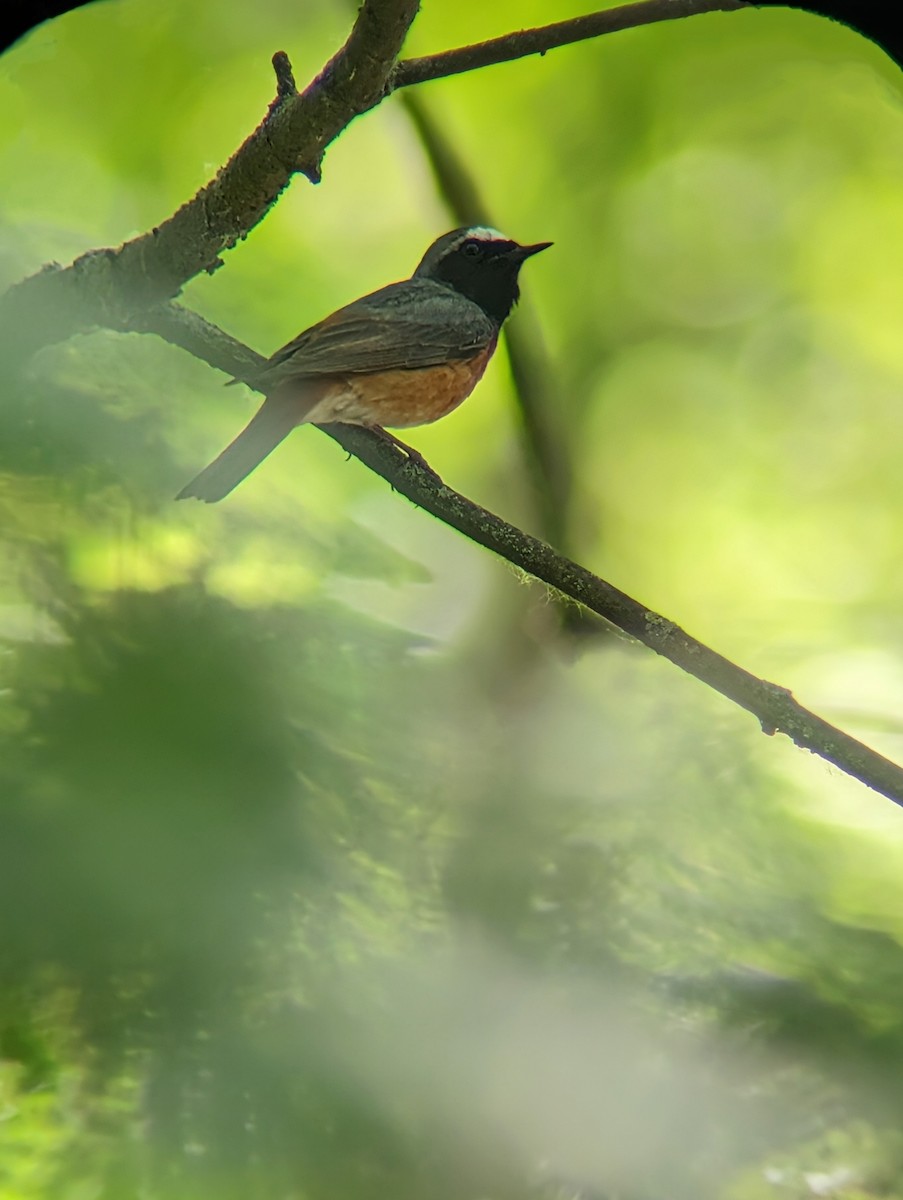 Common Redstart - Marin Ultramarin