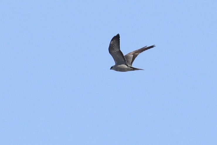 Mississippi Kite - Jack McDonough