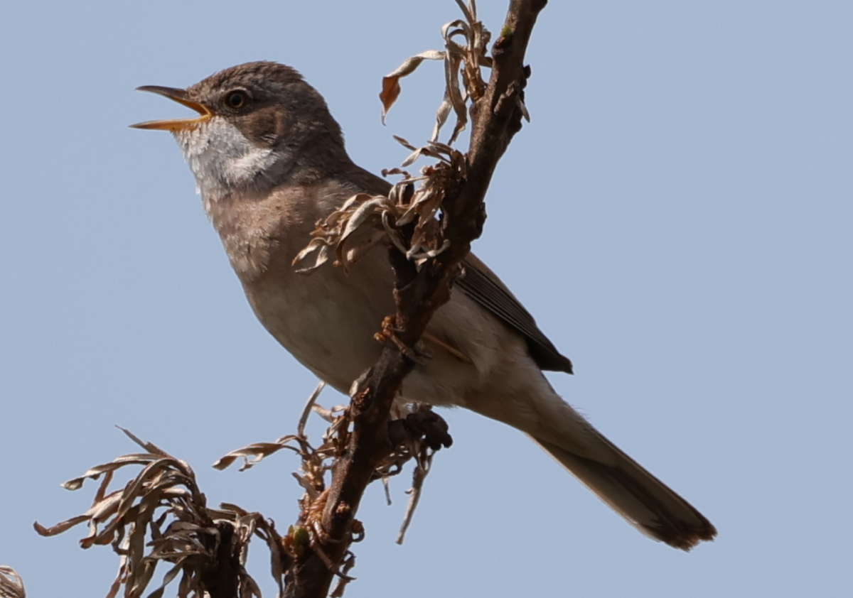 Greater Whitethroat - ML618898094