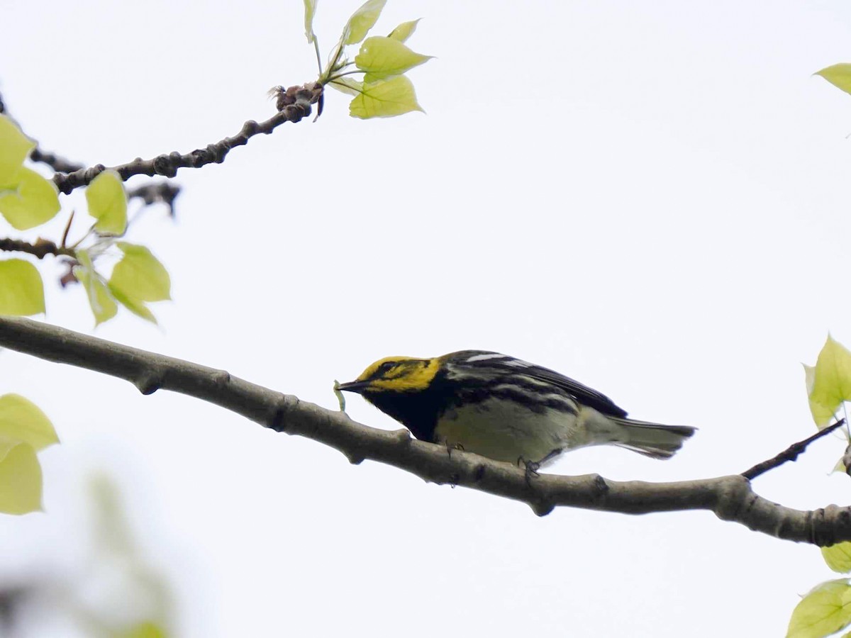 Black-throated Green Warbler - Sue Lentle
