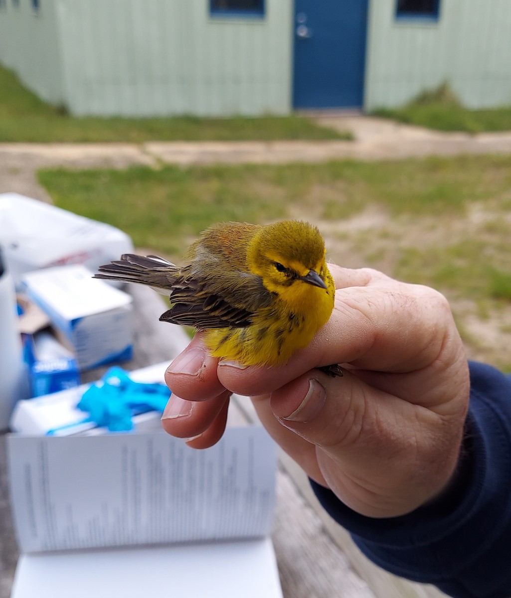 Prairie Warbler - ML618898132