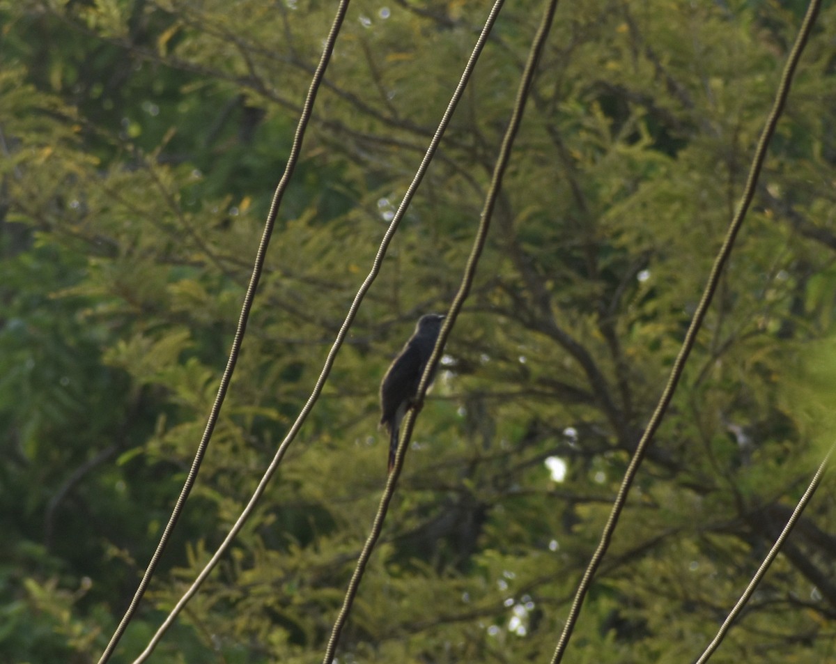 Gray-bellied Cuckoo - ML618898138