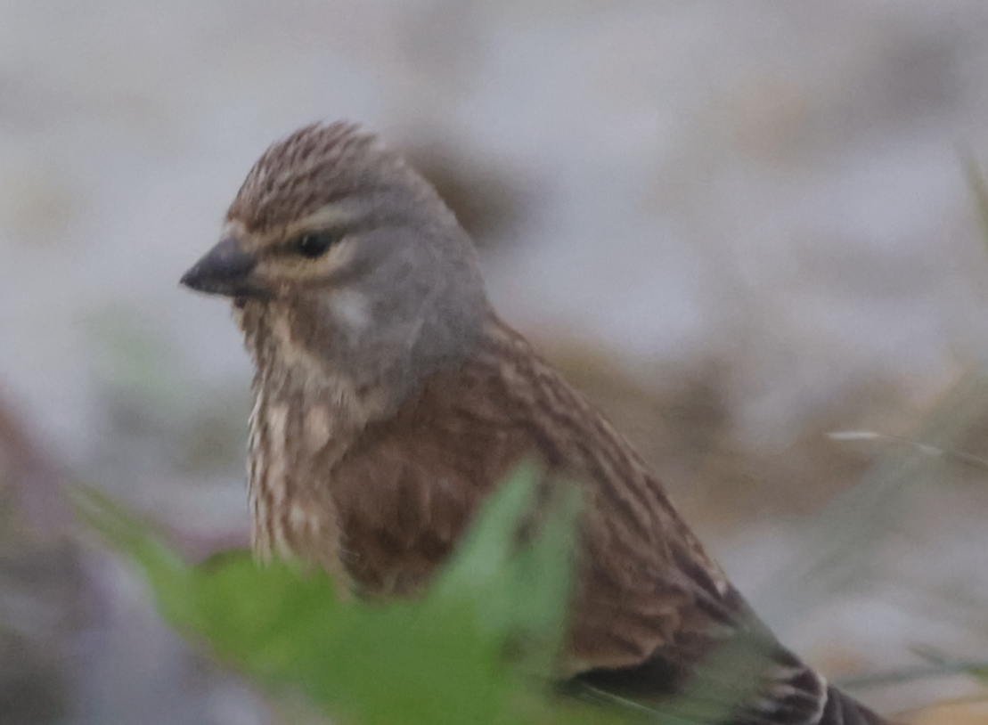 Eurasian Linnet - Sandeep Channappa