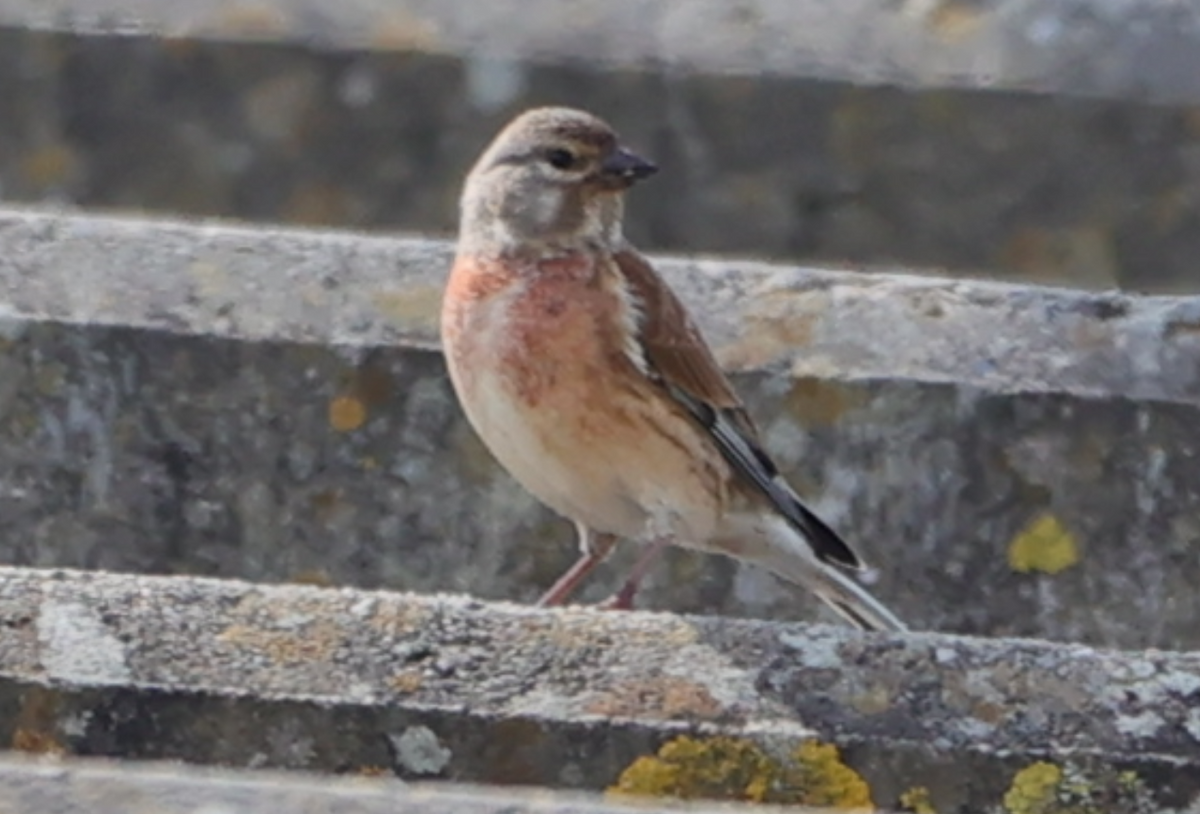 Eurasian Linnet - Sandeep Channappa