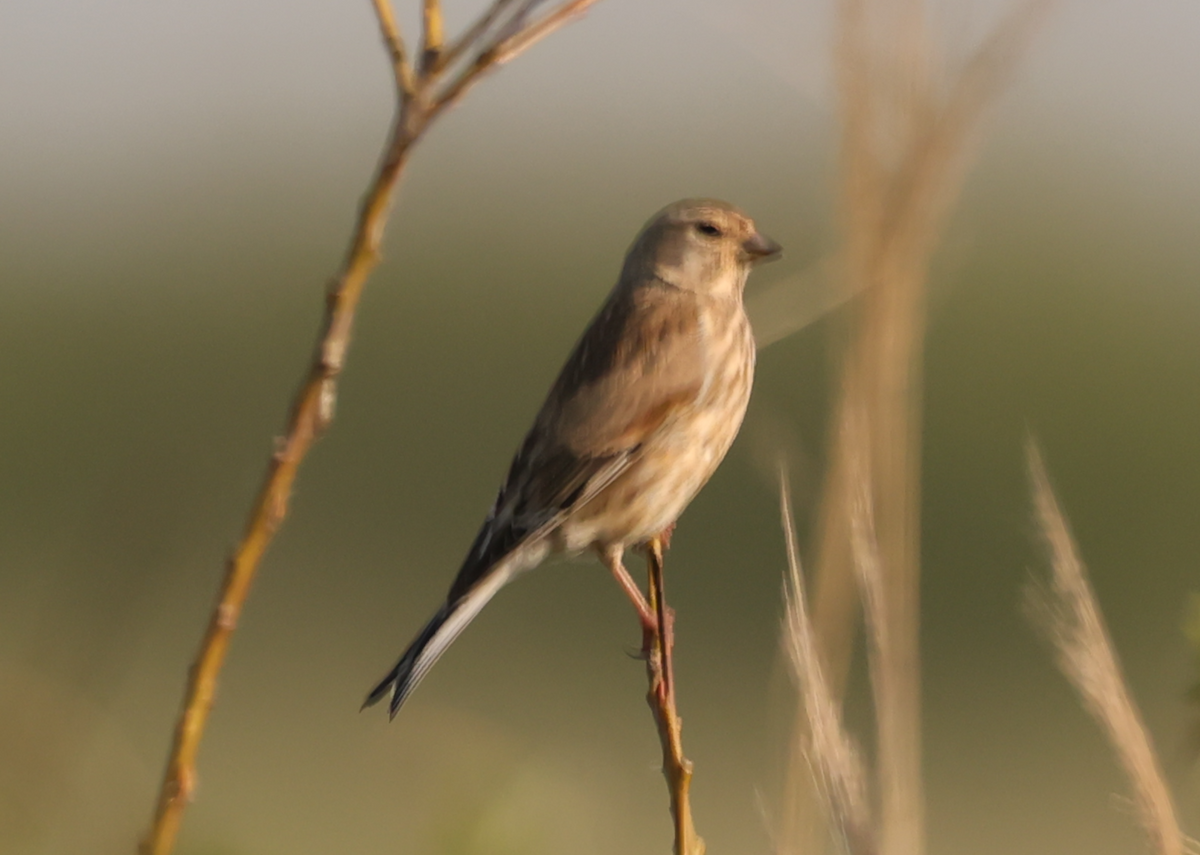 Eurasian Linnet - ML618898153