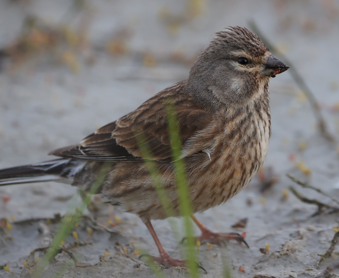 Eurasian Linnet - ML618898158